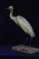 藏品(小白鷺)的圖片